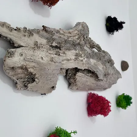 Summer Vibe - La Curte Homestay szállás *